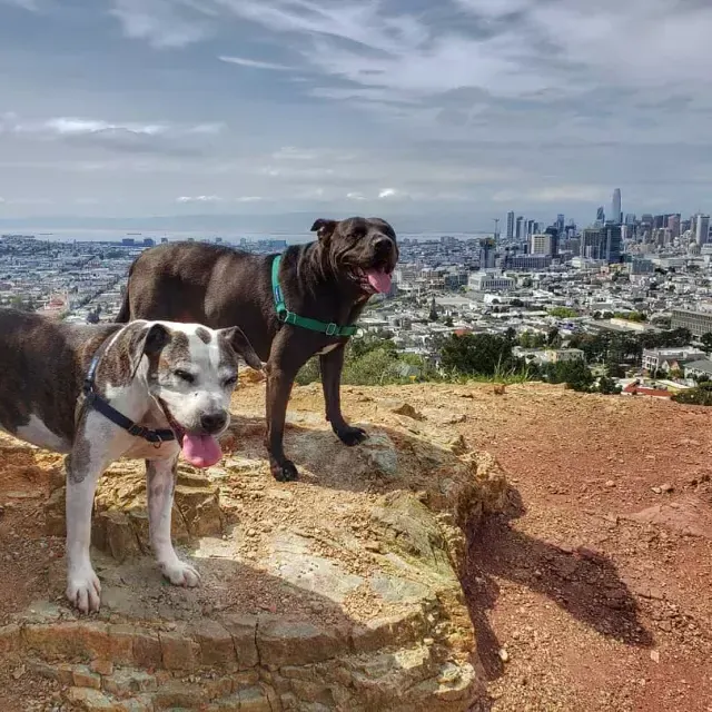 Chiens au sommet de Corona Heights